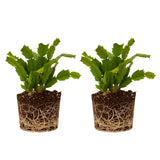 2 Live Red Christmas Cactus Plants, Red Christmas Cactus Plants Live, 4 to 6 Inch, Bare Root, Perennial Flower Holiday Succulent Plant, No Pot
