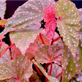 Combo 3 Polka Dot Pink Begonia Angel Wing Plants Live, Begonia Maculata Live Plant, Begonias Live Plants Outdoor, 4 to 8 Inc Tall