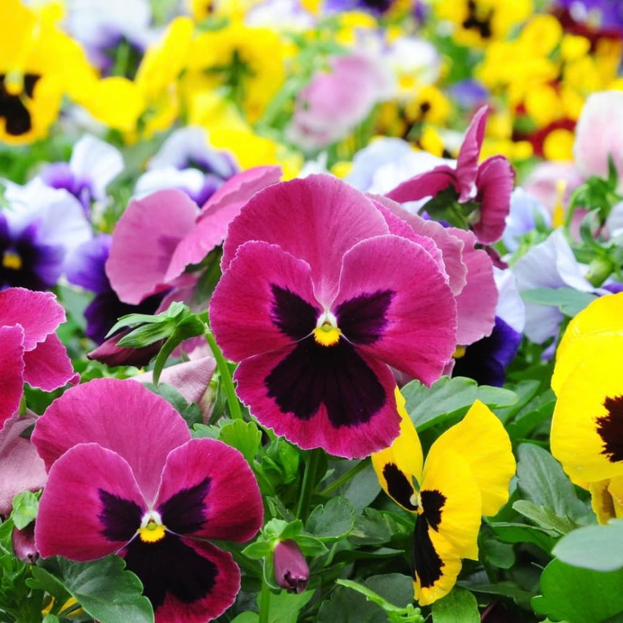 Pansy Plant Live in 4 Inch Pot, Random Pansy Live Plant, Vibrant Flower Plant for Outdoor Indoor Garden, 4-5'' Tall, Ready to Grow