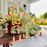 Cotyledon Pendens Succulent Plant, Trailing Succulent Houseplant Well Rooted 2'' Pot, Easy Care Indoor Plant