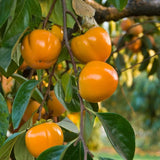 Persimmon Tree Live Plant, 1 Year Old, 6 to 15 Inches Tall, No Leaf, Dormant Sweet Persimmon Trees Fruit for Outdoor Planting