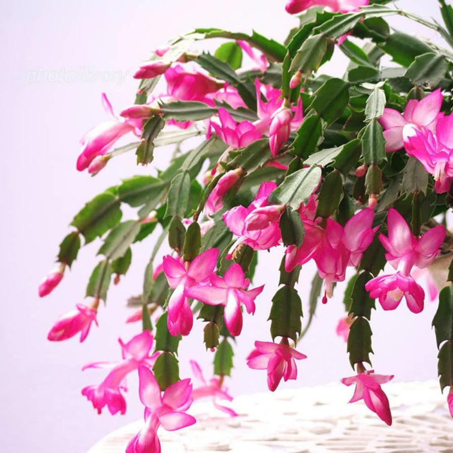 Christmas Cactus Live Plant 4'' Pot, Holiday Blooming Houseplant for Pot, Hanging Baskets, Indoor Outdoor Planting (Pink Christmas Cactus)