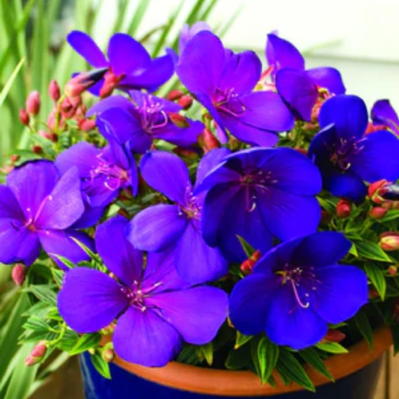 Lot 4 Blue Tibouchina Plants Live for Planting 5 to 8 Inch Tall, Fragrant Tibouchina Bush Live Plants
