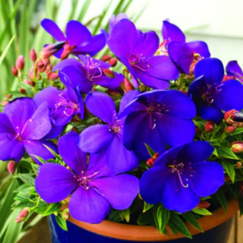 Lot 4 Blue Tibouchina Plants Live for Planting 5 to 8 Inch Tall, Fragrant Tibouchina Bush Live Plants