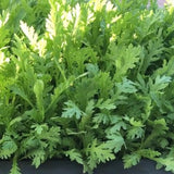 4000 Tan O Chrysanthemum Seeds,Edible Chrysanthemum Greens Seeds, Fast Growing Vegetable for Garden, Containers, and Home Growing