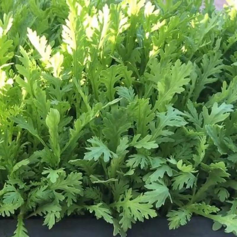 4000 Tan O Chrysanthemum Seeds,Edible Chrysanthemum Greens Seeds, Fast Growing Vegetable for Garden, Containers, and Home Growing