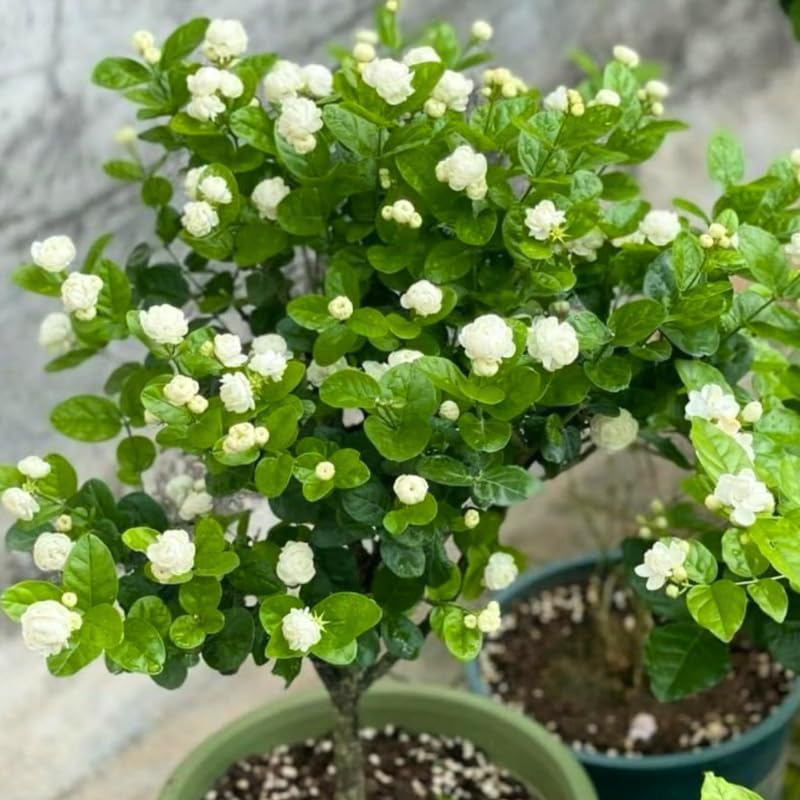 2 Jasmine Plants Live, Duke of Tuscany Jasmine Tree Live Plant Plugs Size, Fragrant White Flower, 2-3 Inches in Tall, No Pot, Fast-Growing