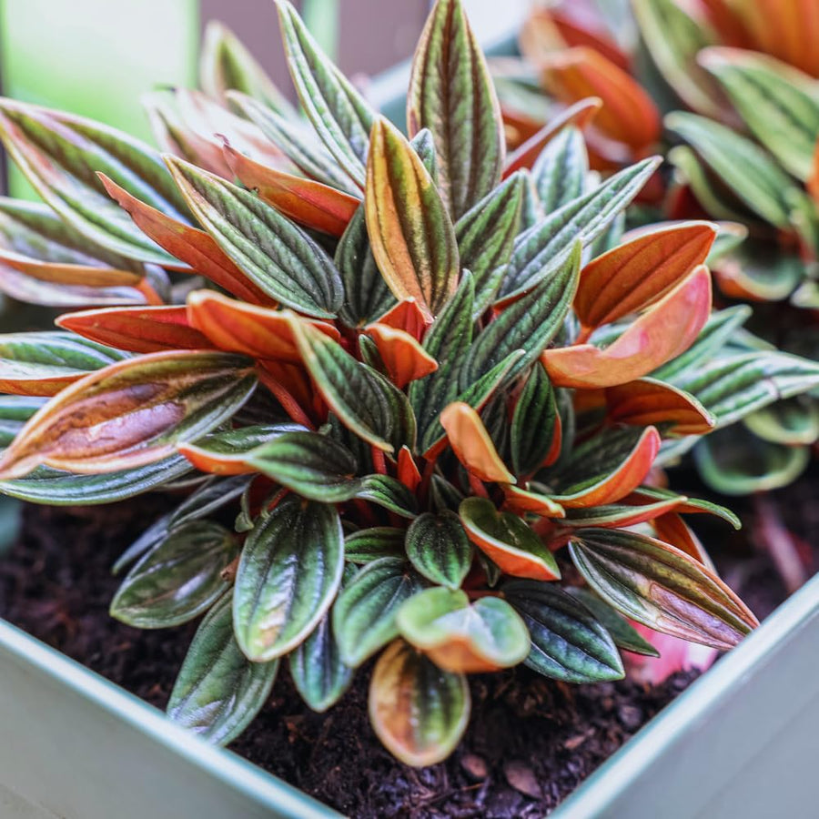 Peperomia Live Plant, Peperomia Plant Live, 4 Inc Potted