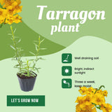 Pack 2 Tarragon Plants Live, Tarragon Herb Plant Ready to Grow, 5-9 Inch Tall, Tarragon Mint for Your Garden and Culinary Needs