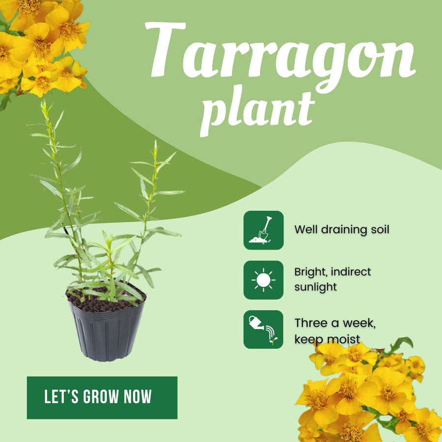Pack 2 Tarragon Plants Live, Tarragon Herb Plant Ready to Grow, 5-9 Inch Tall, Tarragon Mint for Your Garden and Culinary Needs