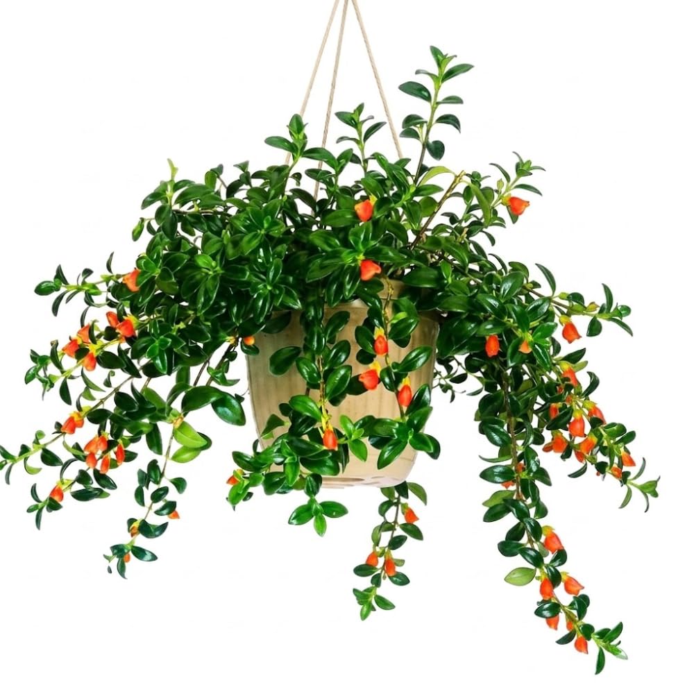Trailing Goldfish Plants Live in 4" Pot, Goldfish Plant Live Houseplant, Live Indoor Plant for Home and Office Decoration, Well-Rooted, 4-7 Inches Tall