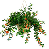 Trailing Goldfish Plants Live in 4" Pot, Goldfish Plant Live Houseplant, Live Indoor Plant for Home and Office Decoration, Well-Rooted, 4-7 Inches Tall