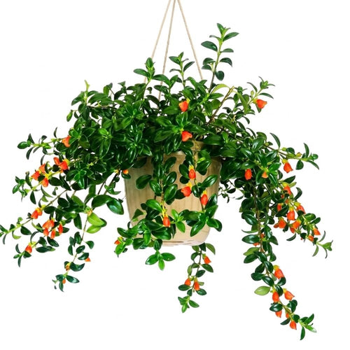 Trailing Goldfish Plants Live in 4" Pot, Goldfish Plant Live Houseplant, Live Indoor Plant for Home and Office Decoration, Well-Rooted, 4-7 Inches Tall