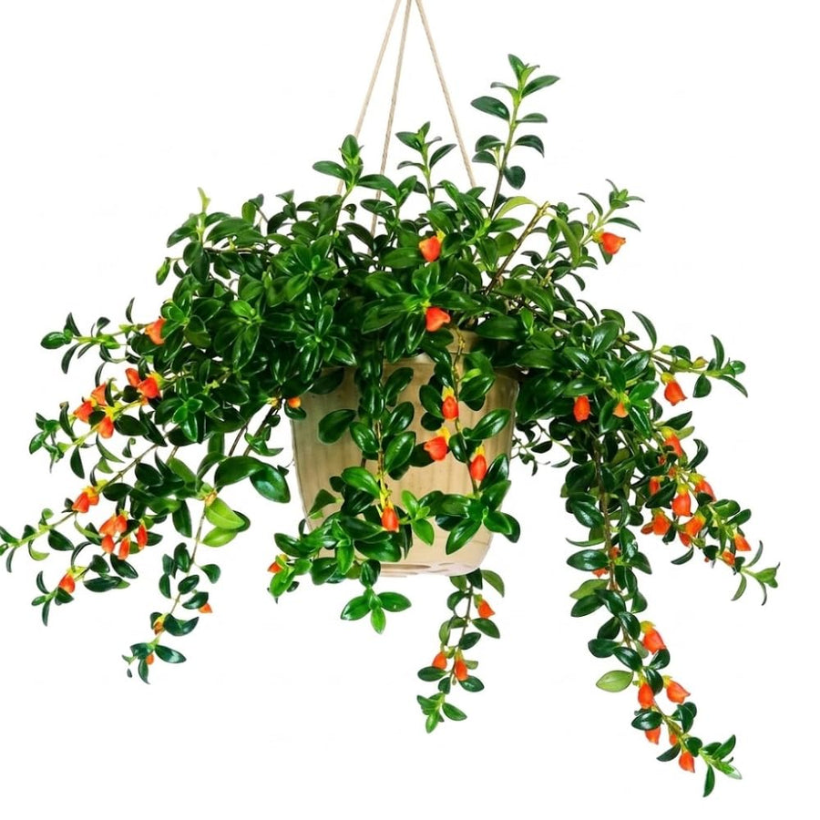 Trailing Goldfish Plants Live in 4" Pot, Goldfish Plant Live Houseplant, Live Indoor Plant for Home and Office Decoration, Well-Rooted, 4-7 Inches Tall