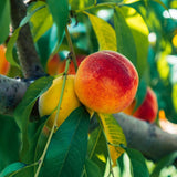 Dormant Sweet Red Peach Tree Live Plant, 6"-10" in Tall, Cold Hardy for Planting, Dormant, No Leaf in Winter, No CA