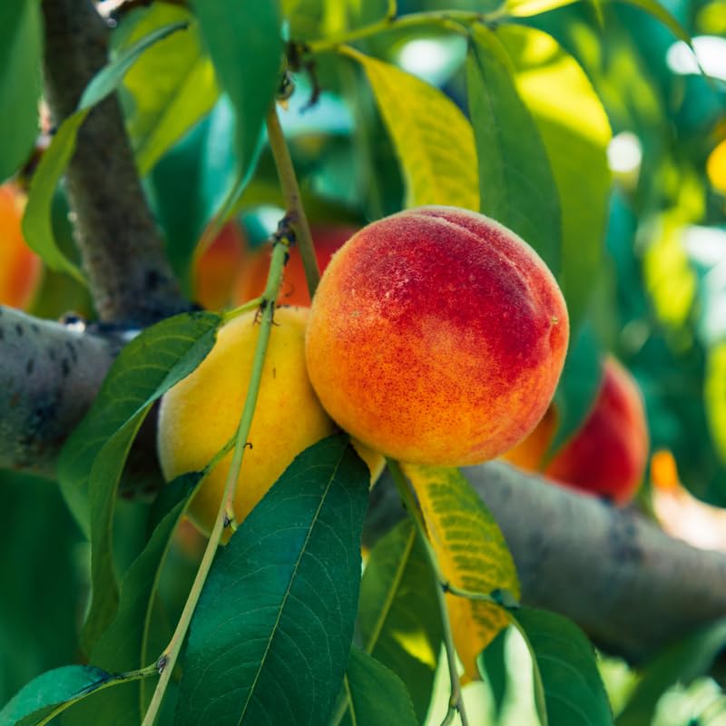 Dormant Sweet Red Peach Tree Live Plant, 6"-10" in Tall, Cold Hardy for Planting, Dormant, No Leaf in Winter, No CA