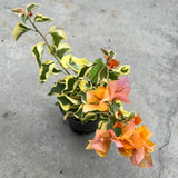 2 Bougainvillea Plants Live, Trailing Flowering Vines, 5-9” Tall, Well-Rooted Bougainvillea Trees for Outdoor Garden or Patio (Orange Ice Bougainvillea)