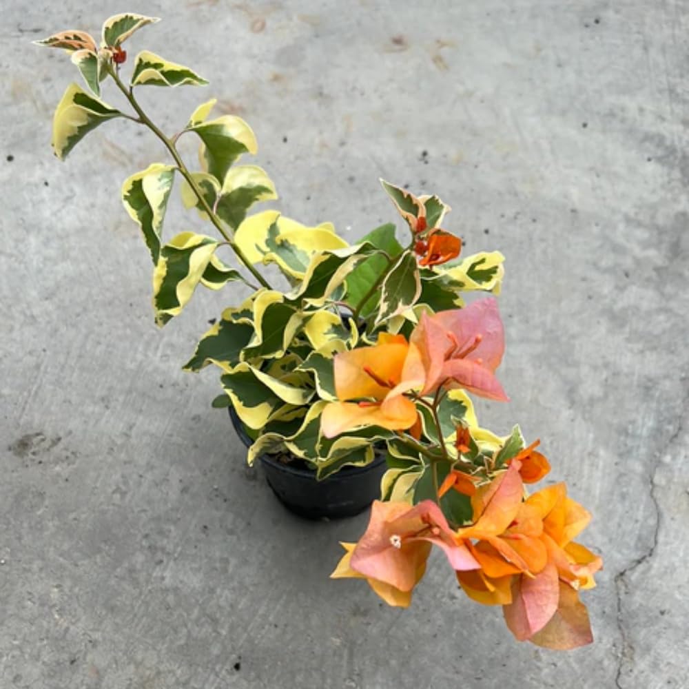 2 Bougainvillea Plants Live, Trailing Flowering Vines, 5-9” Tall, Well-Rooted Bougainvillea Trees for Outdoor Garden or Patio (Orange Ice Bougainvillea)