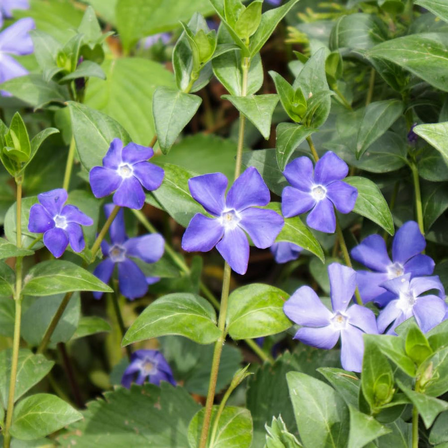 25 Vinca Minor Live Plants 6-8 Inch Tall - Periwinkle Ground Cover Plants, Vinca Plants for Outdoor Garden and Landscape