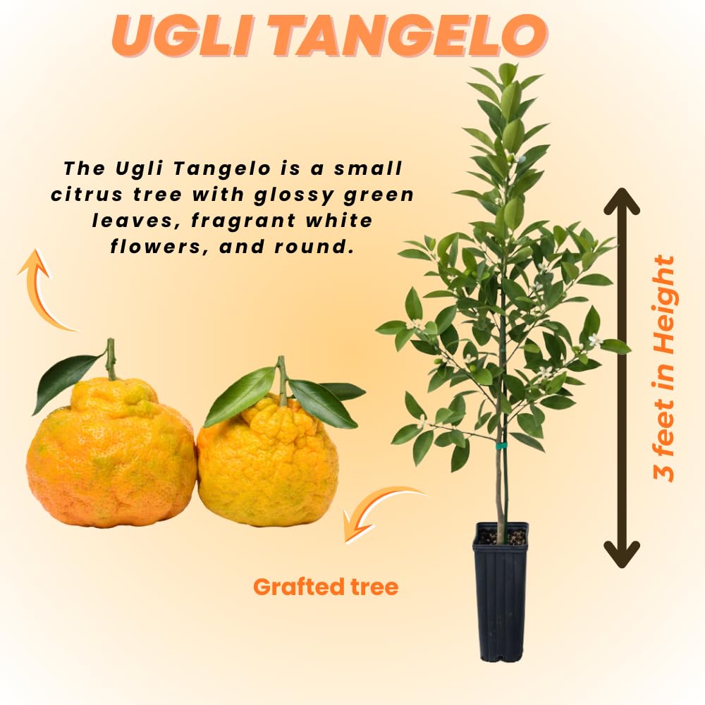 Ugli Tangelo Plant Live, Grafted Orange Tangelo Live Plant, Grafted Fruit Tree, 3 Feet Tall for Outdoor Planting