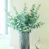 Baby Blue Eucalyptus Plant Live, Eucalyptus Live Plants, in 2.5" Pot, Well-Rooted Starter Plants for Indoor Outdoor Growing