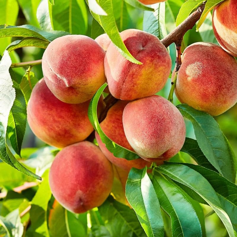 Red Peach Tree Live Plant, 6-12" in Tall, Cold Hardy, Bare Roots for Planting, Dormant, No Leaf, No CA