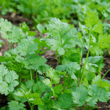 500 Cilantro Seeds for Planting, Cilantro Herb Seed, Fragrant and Green Herbs Shrub, Easy Care for Indoor Outdoor Gardening