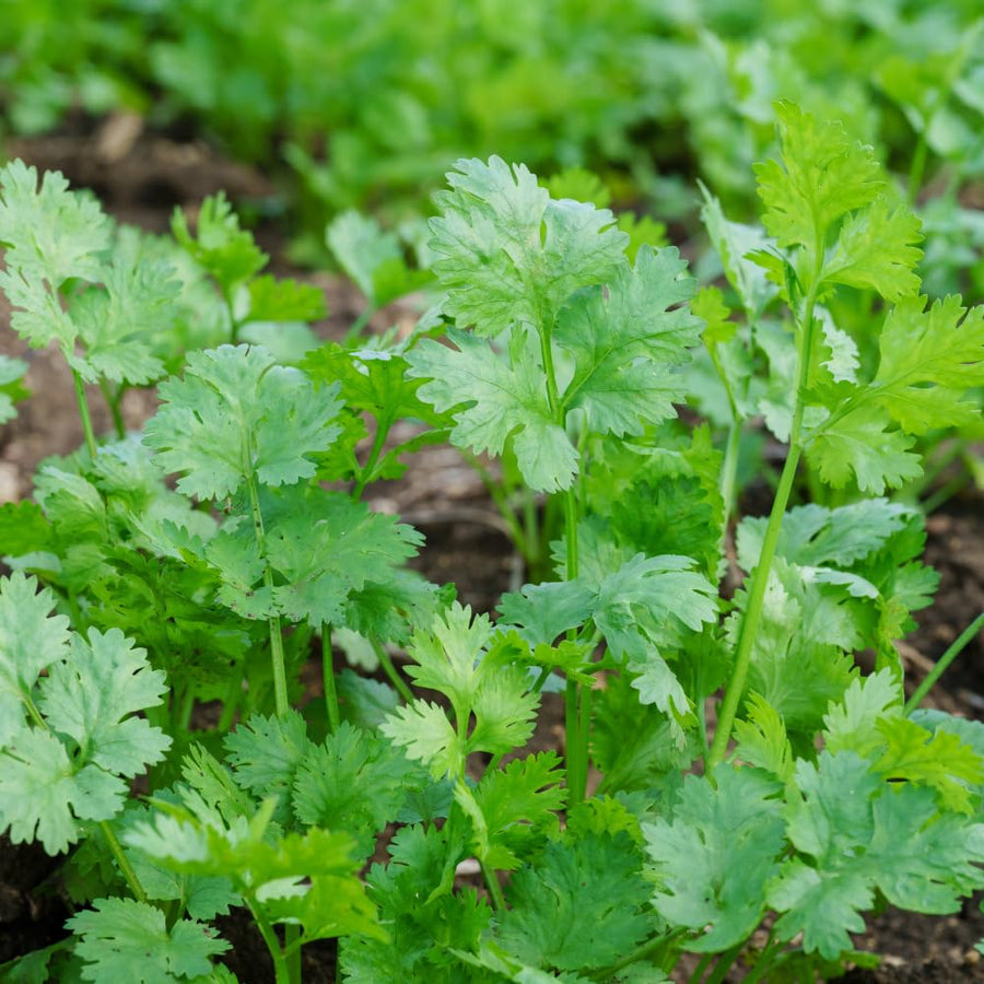 500 Cilantro Seeds for Planting, Cilantro Herb Seed, Fragrant and Green Herbs Shrub, Easy Care for Indoor Outdoor Gardening