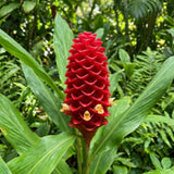 Awapuhi Shampoo Ginger Live Plants, Zingiber Zerumbet Pinecone Ginger Lily, Shampoo Ginger Plants Live for Outdoor Planting, 3–5 Inches Tall, Tropical Garden Plant, No Pot