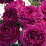 Puple Rose Live Plant, Pink Climbing Rose Plant Live, Purple Climber Plant for Planting, No Leaf, Trim Back, Well Rooted, Bare Root