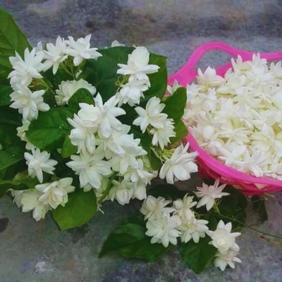 2 Sambac Jasmine Plants, 4 to 6 Inc Long, Maid of Orlean Jasmine Live Plants, Jasmine Well Rooted, White Jasmine Flower Plants Tree Live