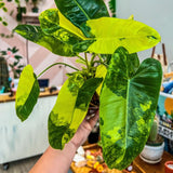 2 Rare Philodendron Live Plants Varieties Collection, Philodendrons Plants Size 5-9 Inc for Indoor Houseplant Décor, Ornamental Tropical Well-Rooted (Variegated Vining Philodendron Plants)