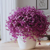 2 Pink Wandering Jew Plants Live, Tradescantia Wandering Jew Live Plant, 3 Inc Pot, Hanging Basket Plants