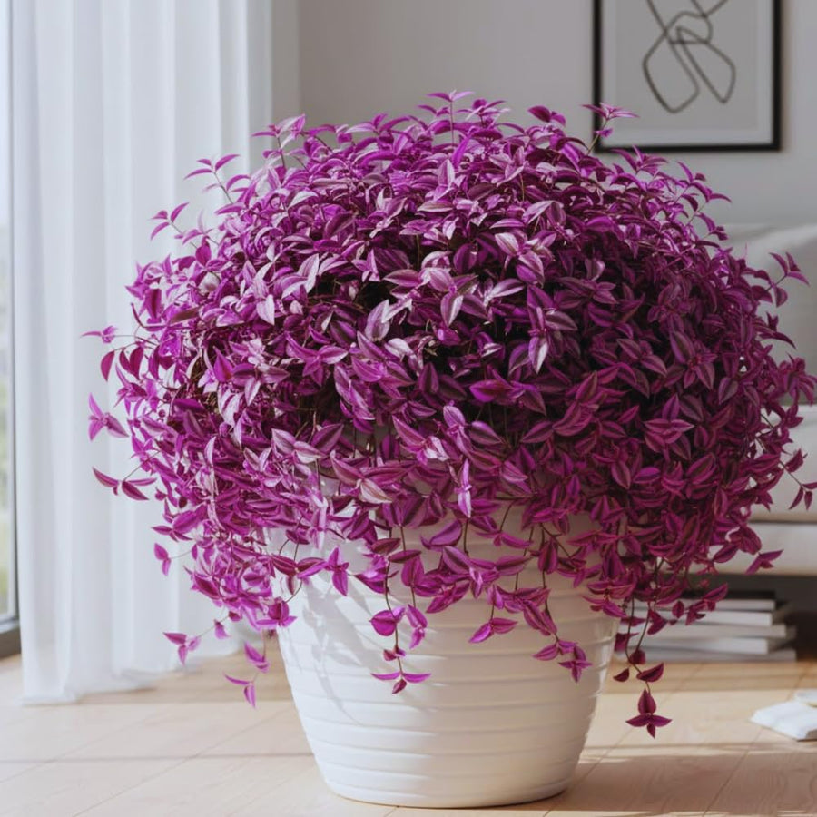 2 Pink Wandering Jew Plants Live, Tradescantia Wandering Jew Live Plant, 3 Inc Pot, Hanging Basket Plants
