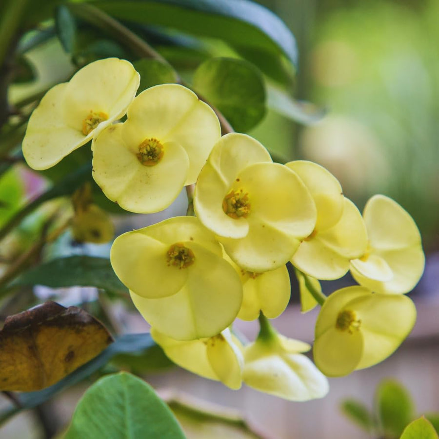 Yellow Crown of Thorns Plant Live, Crown of Thorns Live Plant, 4 Inc Potted, Perennial Succulent Plant Live
