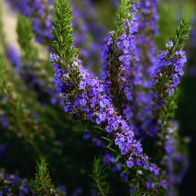 Rosemary Plant Live in Pot, Live Rosemary Plant, 8 Inches in Height, Fragrant Herb Plants