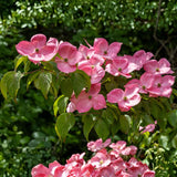 Pink Dogwood Tree Live Plant in Quart Pot, Flowering Dogwood Tree for Outdoor Garden, Ornamental Tree for Landscape, Yard or Garden Planting