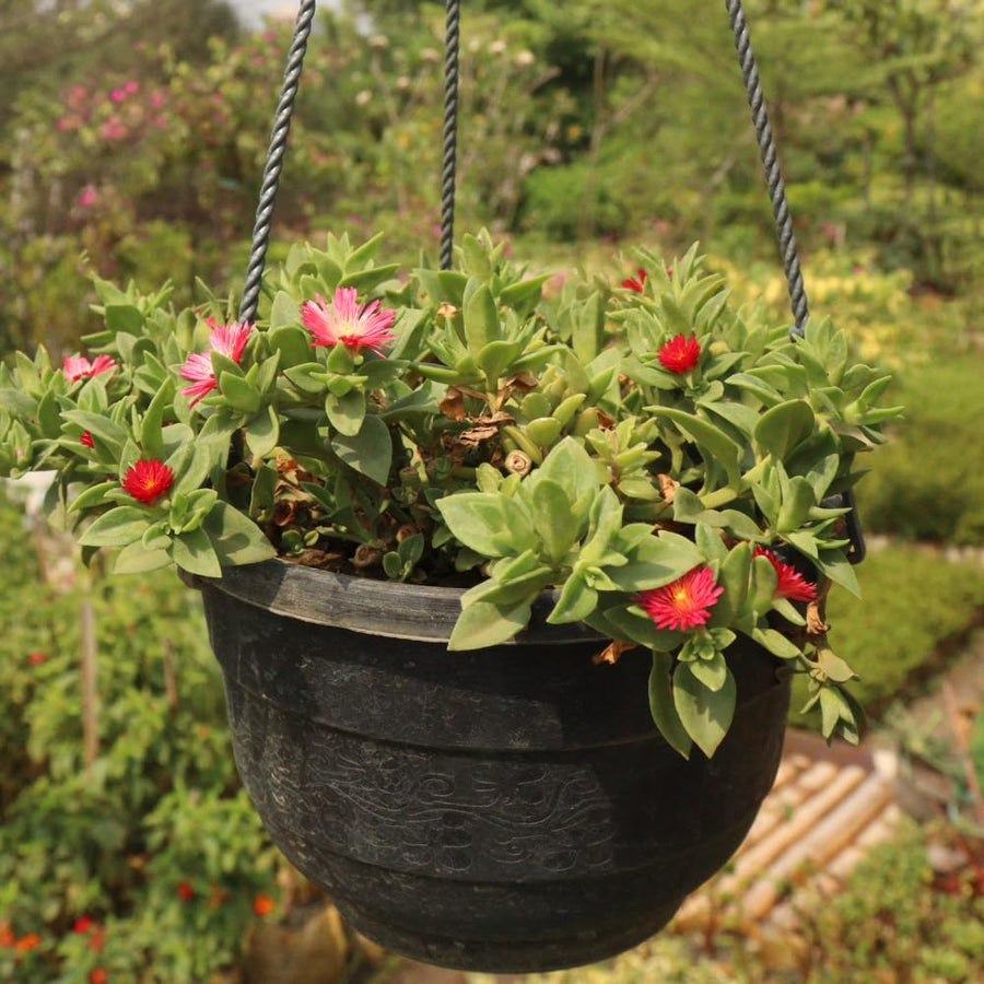 Baby Sun Rose Live Plant, Variegated Ice Plant, Variegated Baby Sun Rose Succulent for Indoor Outdoor Growing, 2 Inch Pot