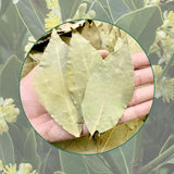 Fragrant Bay Leaf Plant, Live Bay Laurel Plant, 7 Months Old Well-Rooted, Ready to Grown Indoor Outdoor