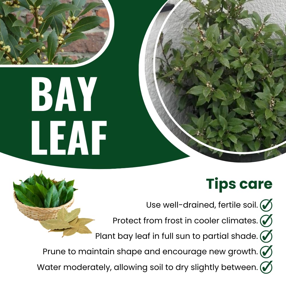 Bay Leaf Tree Live Plant in 4" Pot, Sweet Bay Laurel, Well-Rooted, 6-10" Tall, Laurus Nobilis Plant for Outdoor Indoor Planting Herb