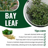 Bay Leaf Tree Live Plant in 4" Pot, Sweet Bay Laurel, Well-Rooted, 6-10" Tall, Laurus Nobilis Plant for Outdoor Indoor Planting Herb