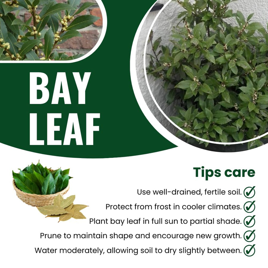 Bay Leaf Tree Live Plant in 4" Pot, Sweet Bay Laurel, Well-Rooted, 6-10" Tall, Laurus Nobilis Plant for Outdoor Indoor Planting Herb