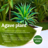 Agave Live Plant Succulent, 8 Starter Plants, Hardy Ornamental Cactus Agave for Indoor or Outdoor Planting, Blue Green Leaves