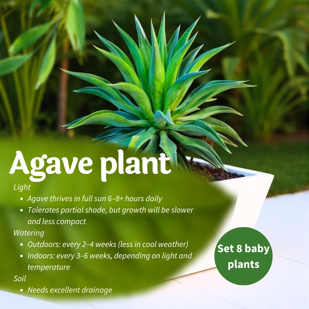 Agave Live Plant Succulent, 8 Starter Plants, Hardy Ornamental Cactus Agave for Indoor or Outdoor Planting, Blue Green Leaves