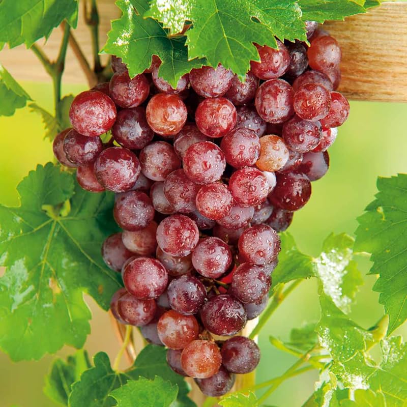 Red Grape Vine Plant Live for Planting, Bunch Grape Plant Live Grape Tree 1 to 2 Years Old, Grape Fruit Tree