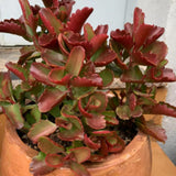 Kalanchoe Live Plant, Kalanchoe Mother of Thousands, Variegated Succulent Houseplant Indoor, 2 Inch Pot (Red)