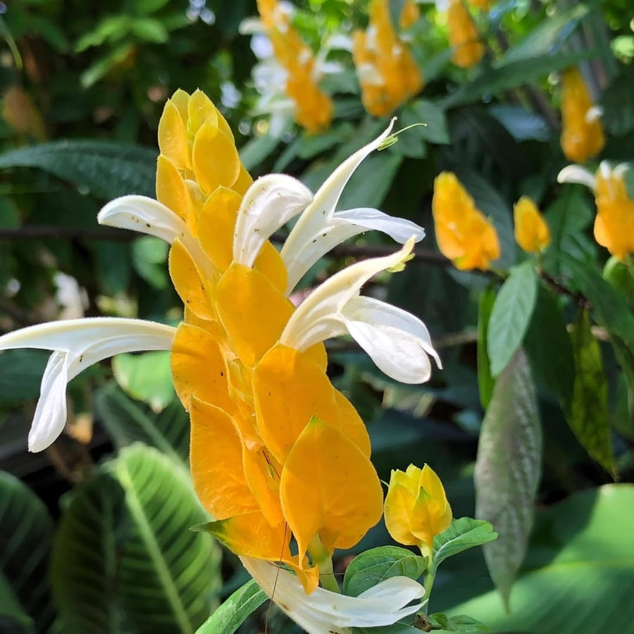 Yellow Shrimp Plants Live, Seedlings Justica Brandegeana Tree Bush, 5-9 Inches Tall
