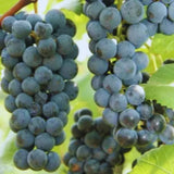 Purple Seedless Grape Vines Trees Live Plants, Well-Rooted 1 to 2 Years Old, Grapes Plant Live for Outdoor Planting, Zones 3-9