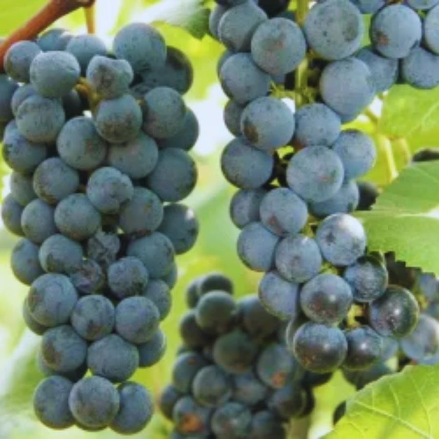 Purple Seedless Grape Vines Trees Live Plants, Well-Rooted 1 to 2 Years Old, Grapes Plant Live for Outdoor Planting, Zones 3-9