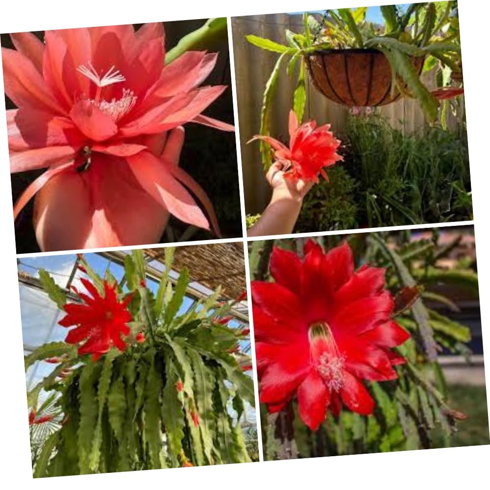 Epiphyllum Plants Live, 2 Plants per Pot, Orchid Cactus Plants for Indoor and Outdoor Planting, Well Rooted Orchid Cactus Plant, Ready to Plant (Red Epiphyllum)